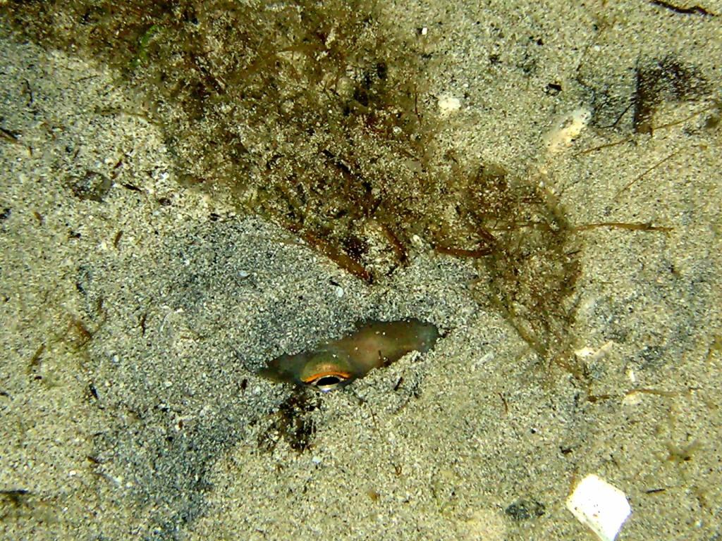 Ariosoma balearicum